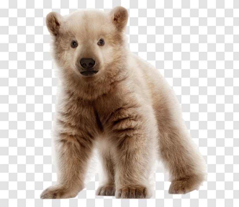Polar Bear Brown Pizzly Grizzly - Hybrid Transparent PNG