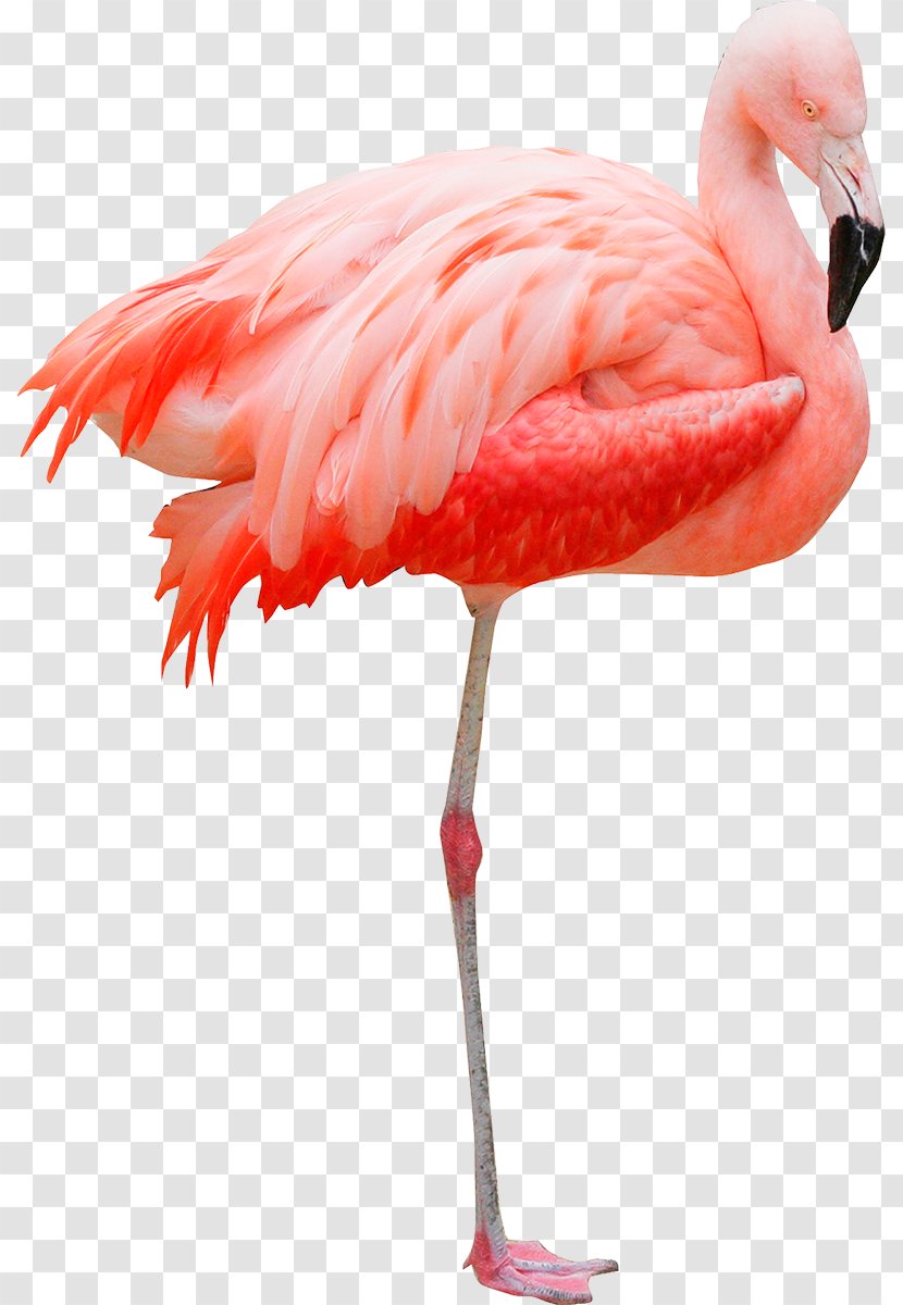 Flamingos Bird Crane - Feather Transparent PNG