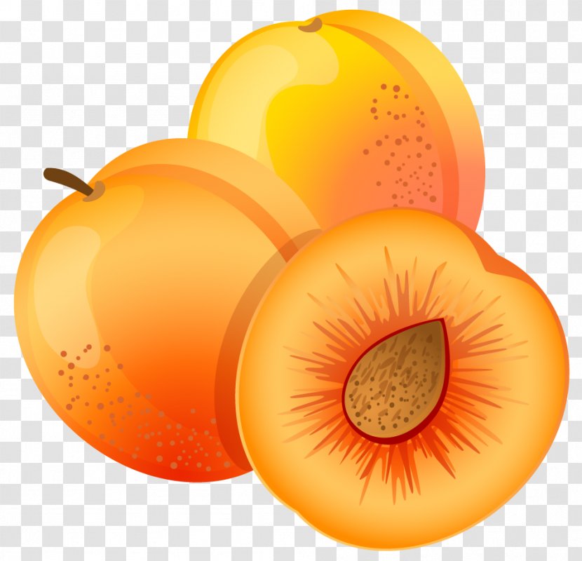 Apricot Fruit Peach Clip Art - Orange - Large Painted Clipart Transparent PNG