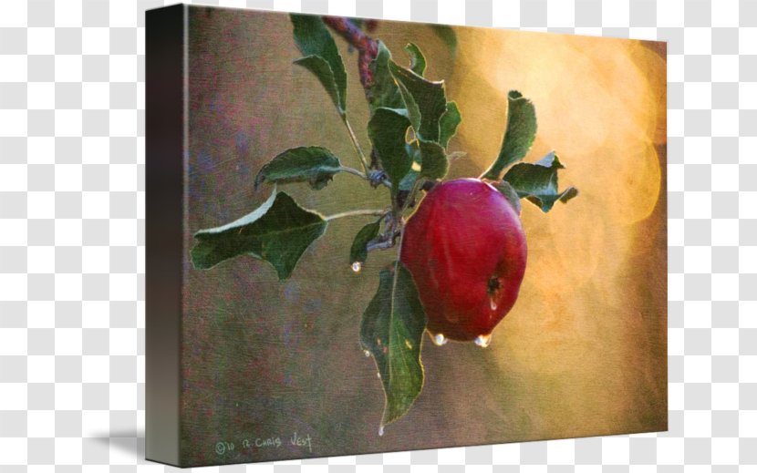 Still Life Photography Watercolor Painting Gallery Wrap Canvas - Printmaking - Bough Transparent PNG