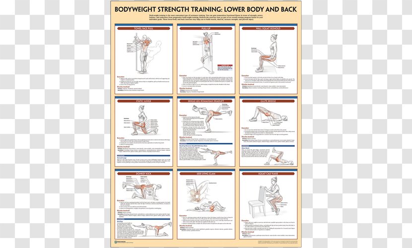 Bodyweight Strength Training Anatomy Exercise - Fitness Centre - General Transparent PNG