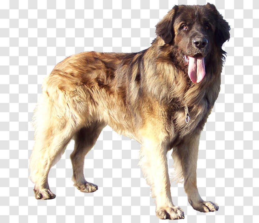 Leonberger Sarplaninac Caucasian Shepherd Dog Estrela Mountain Breed - Ancient Breeds - Chucky Transparent PNG