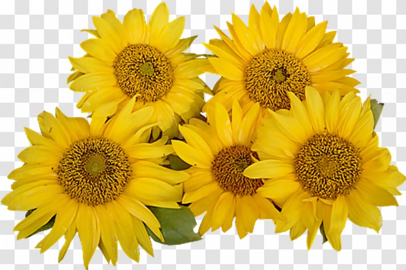 Common Sunflower Clip Art - Yellow Transparent PNG