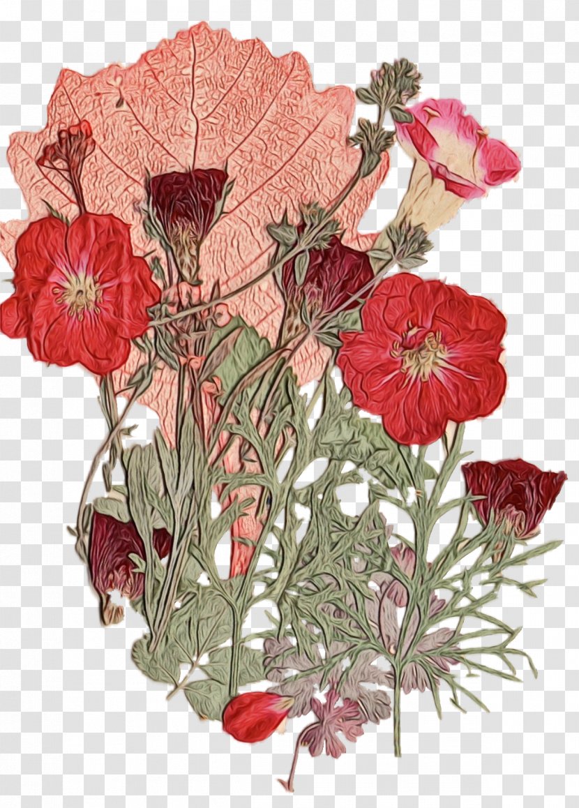 Pink Flower Cartoon - Plant - Begonia Perennial Transparent PNG