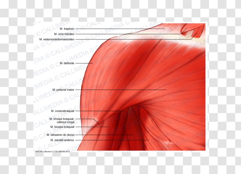 Deltoid Muscle Shoulder Coracobrachialis Anatomy Nerve - Upper Limb - Arm Transparent PNG