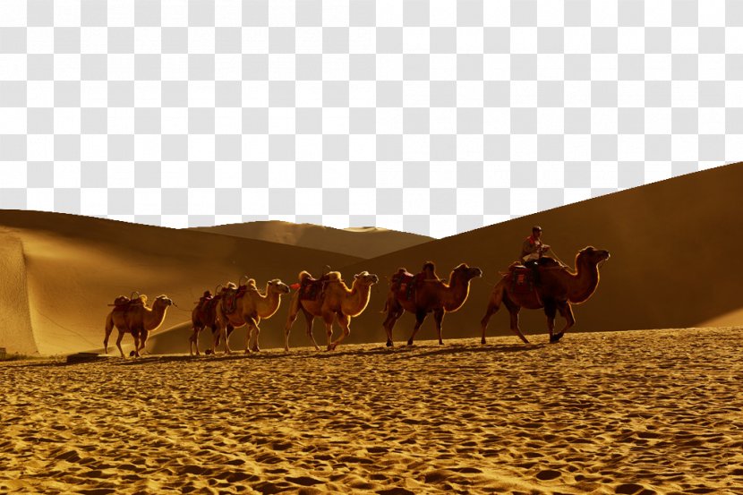 Dromedary Sahara Erg Desert - Mare - Crescent Lake Pictures Transparent PNG