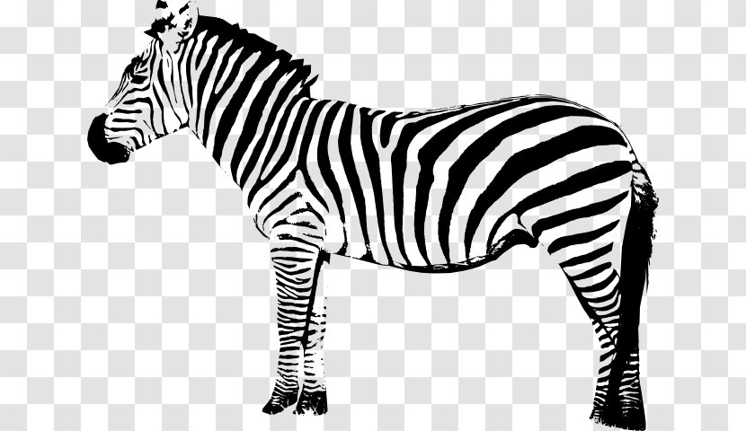 Zebra Art Clip - Terrestrial Animal Transparent PNG