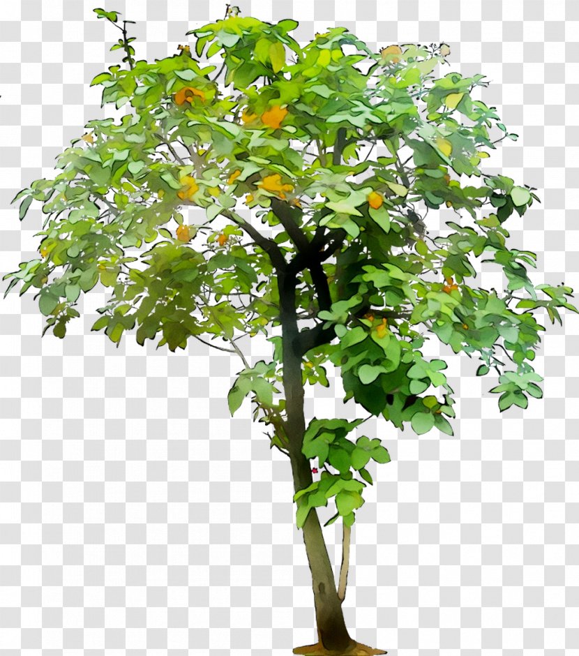 Branch Artificial Flower Plants Leaf Plant Stem - Eucalyptus Cinerea - Tree Transparent PNG