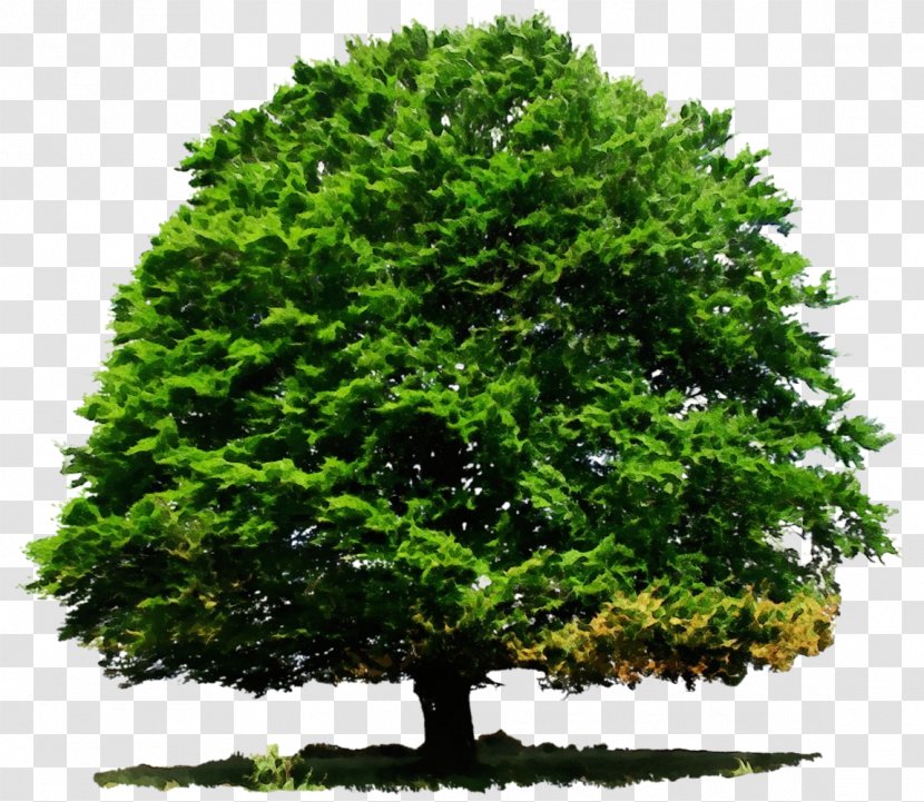 Deciduous Evergreen Tree Conifers Oak Transparent PNG