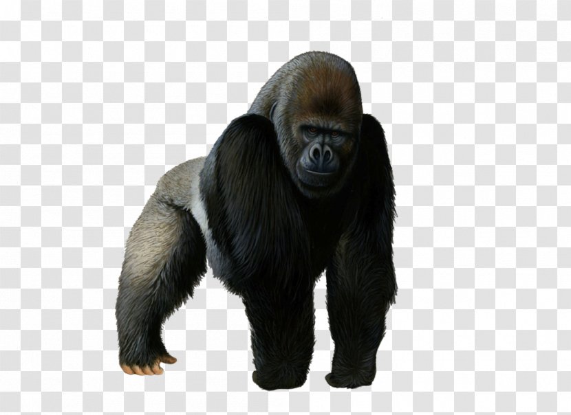 Western Gorilla Mountain - Mammal - Pic Transparent PNG