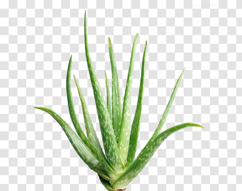 Aloe Vera Aloin Extract Succulent Plant Plants Transparent PNG