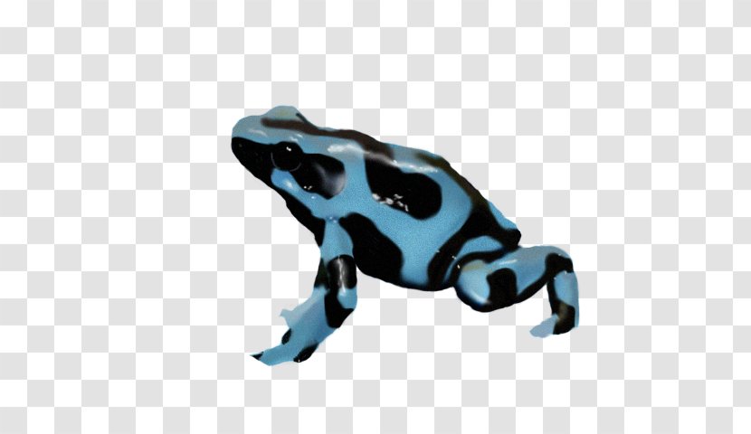 Toad True Frog Poison Dart Tree - Pois Transparent PNG