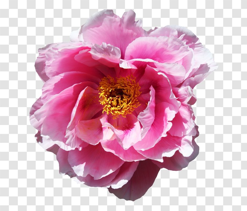 Flowers Background - Flower - Rose Order Magenta Transparent PNG