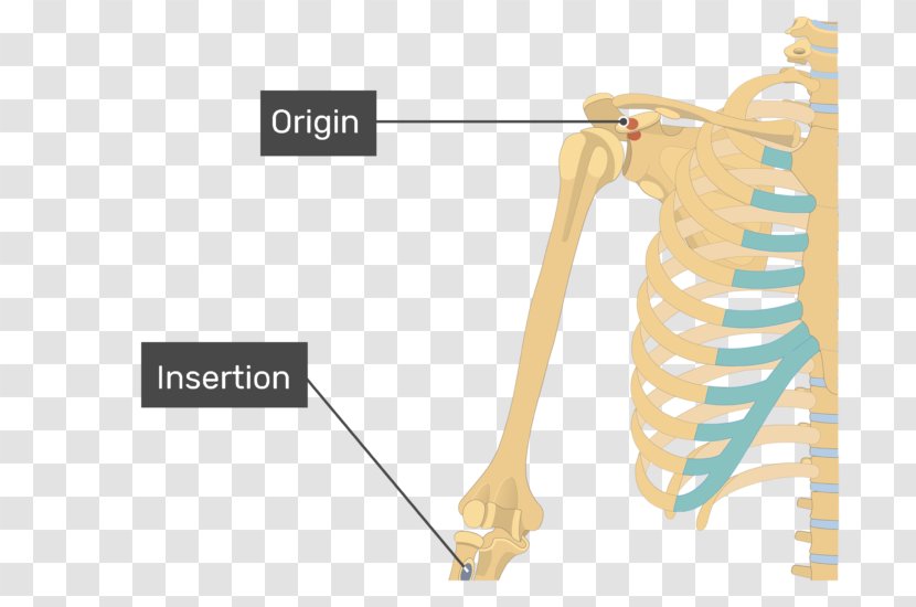 Coracobrachialis Muscle Biceps Deltoid Origin And Insertion - Brachialis - Arm Transparent PNG