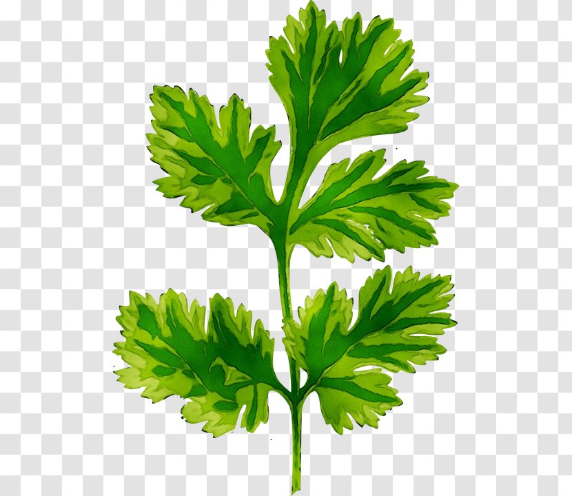 Coriander Seed Clip Art Thai Cuisine Herb - Flower - Plane Transparent PNG