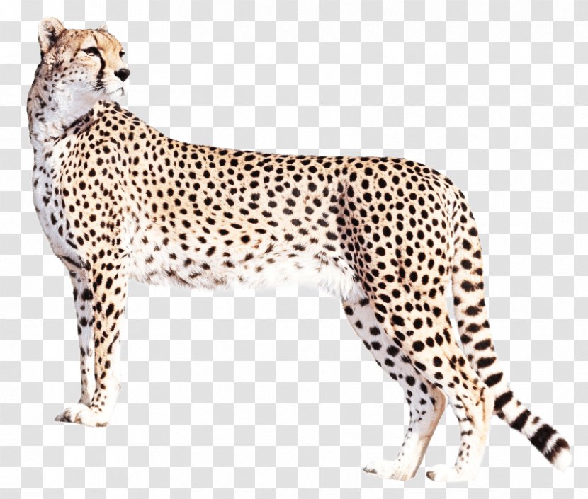 Cats Cartoon - African Leopard - Fawn Whiskers Transparent PNG