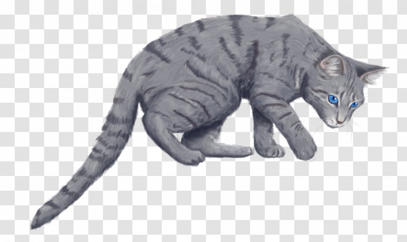 Whiskers Kitten Tabby Cat Fur - Organism Transparent PNG
