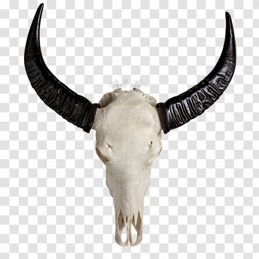 Horn Skull Bone Cattle Carving - Turquoise Dreaming - Buffalo Transparent PNG