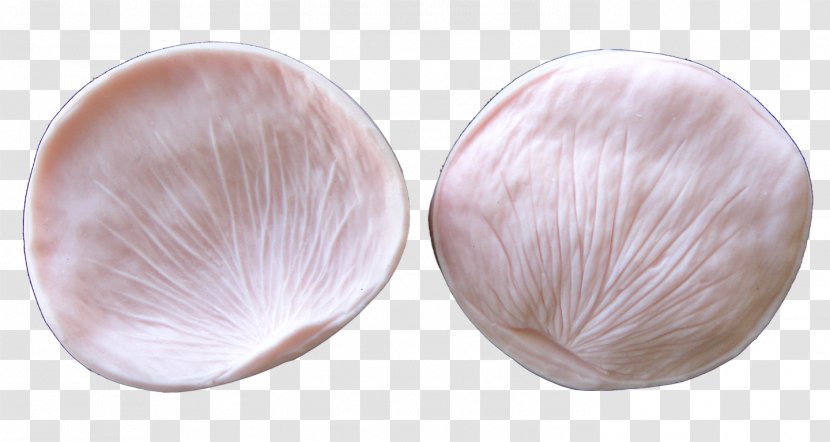 Skin Petal Tableware - Rose Transparent PNG