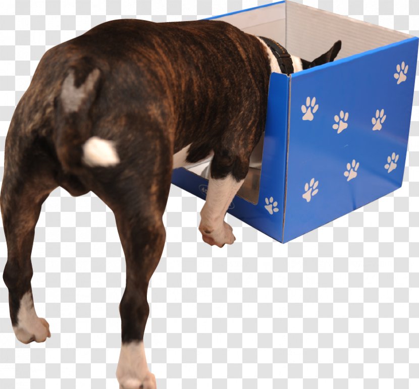 Boston Terrier Dog Breed Puppy Non-sporting Group (dog) - Nonsporting Transparent PNG