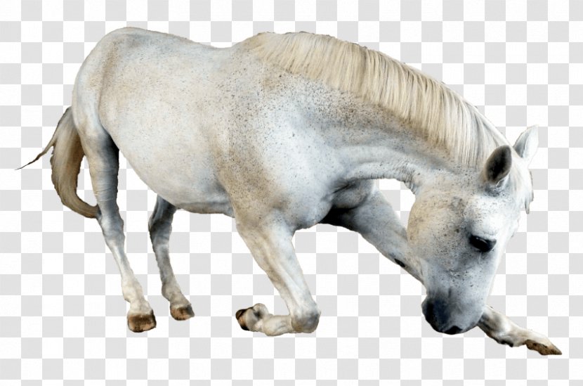 Pony Mare Mane Stallion Mustang - Foal Transparent PNG