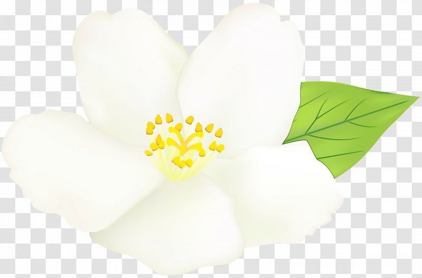 Black And White Flower - Drawing - Perennial Plant Wildflower Transparent PNG