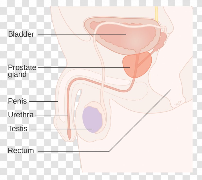 Ear Prostate Cancer Gland Prostatitis - Cartoon Transparent PNG