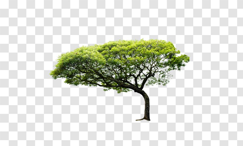 Coastal Regulation Zone Nature Tree Environment Business - Grass - Trees Transparent PNG