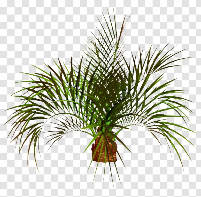 Clip Art Image Palm Trees Transparency - Woody Plant - Oil Palms Transparent PNG