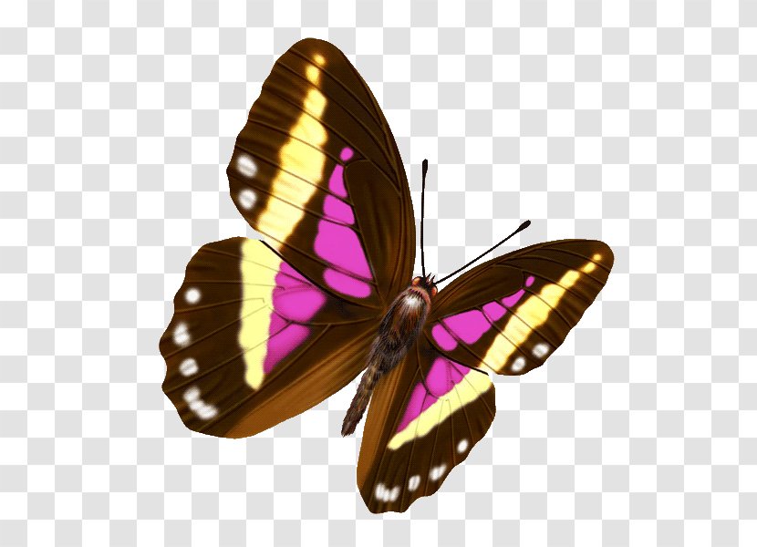 Butterfly 新浪博客 Color Blog Photography Transparent PNG