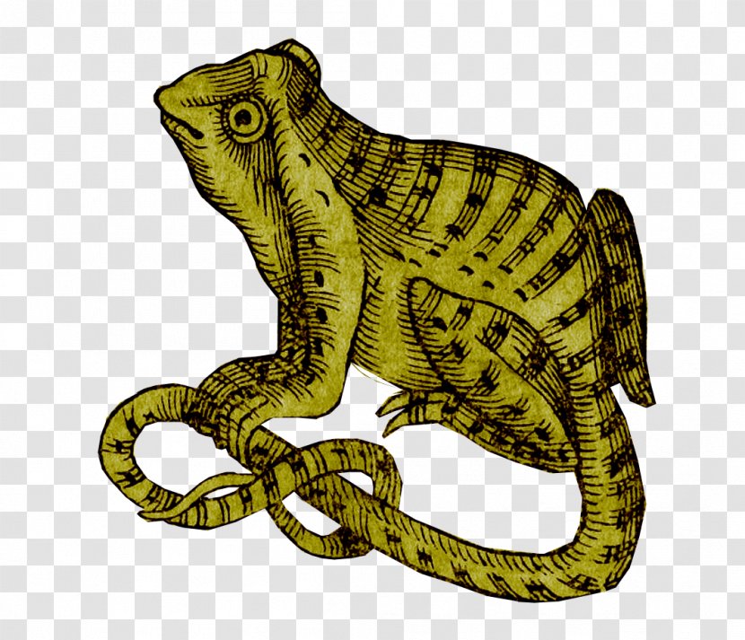 Amphibian Reptile Fauna Terrestrial Animal Transparent PNG