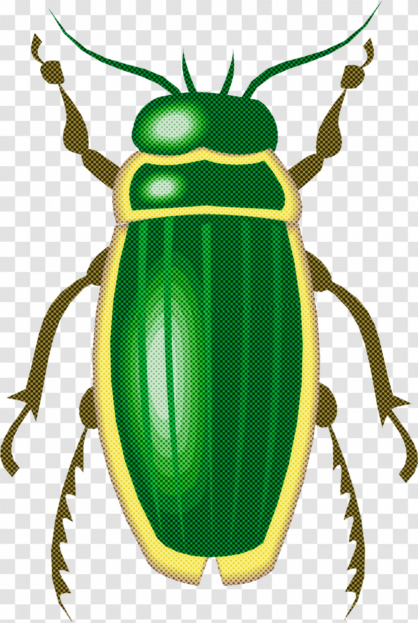 Insect Beetle Cetoniidae Ground Beetle Scarabs Transparent PNG