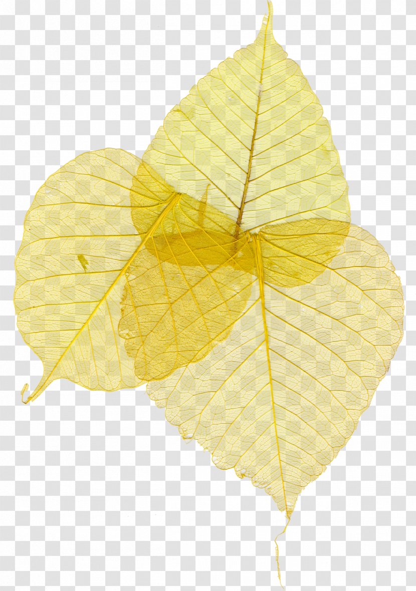 Leaf Yellow Clip Art - Jubileum Transparent PNG