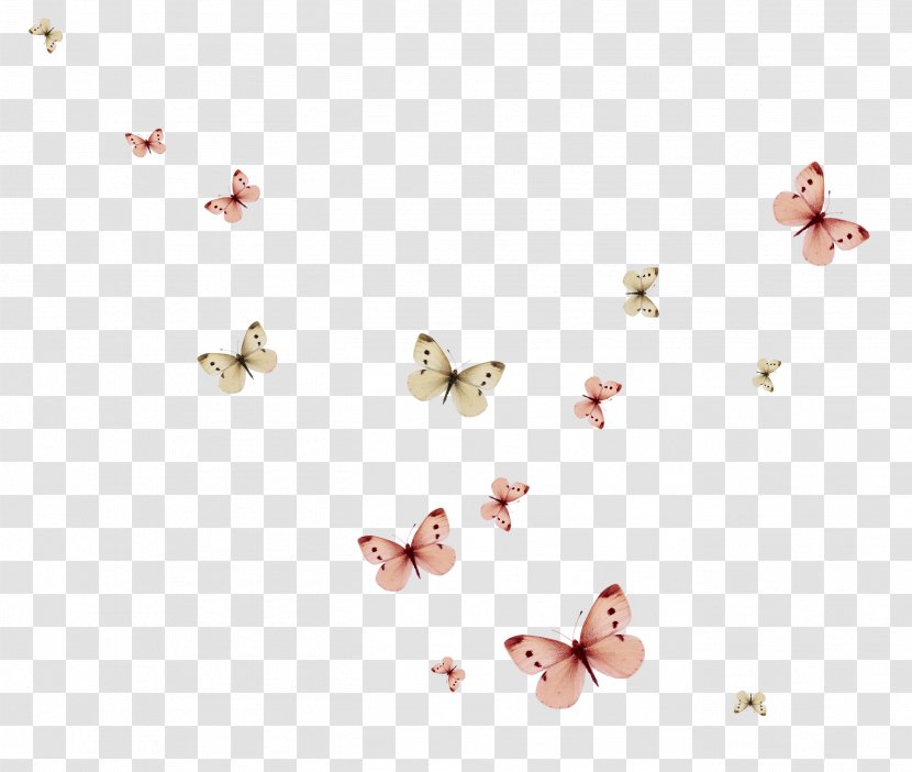 Butterfly Standard Test Image - Document - Black Beans Transparent PNG