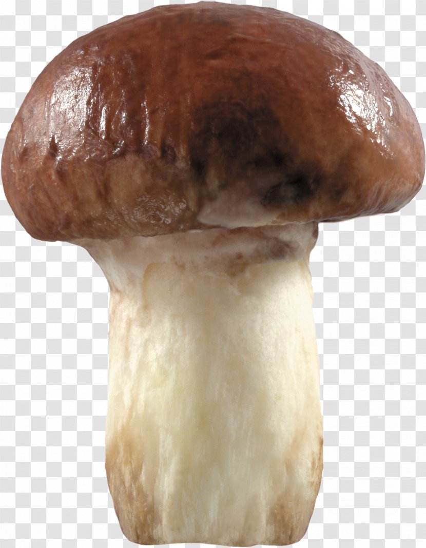 Fungus Mushroom Clip Art - Image File Formats Transparent PNG