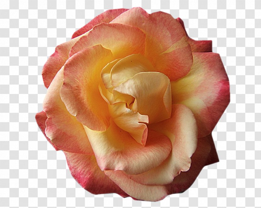 Floribunda Cabbage Rose Garden Roses Cut Flowers Petal - O Creative Transparent PNG
