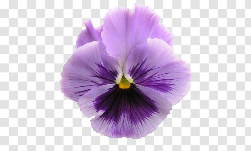 Pansy Flower Garden Floral Design - Violet Family Transparent PNG