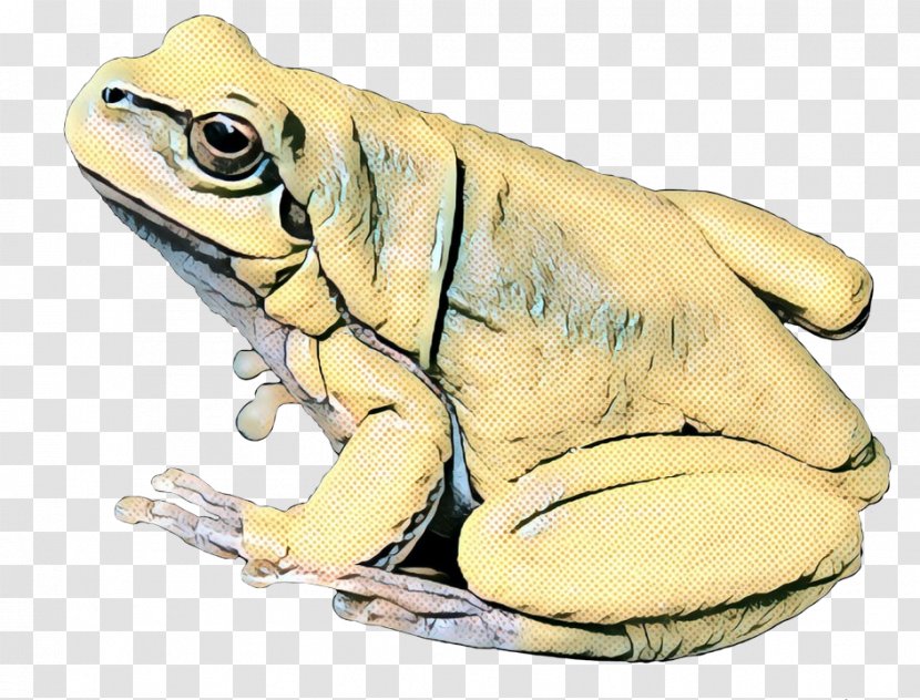 True Frog Toad Tree Fauna - Drawing - Claw Transparent PNG