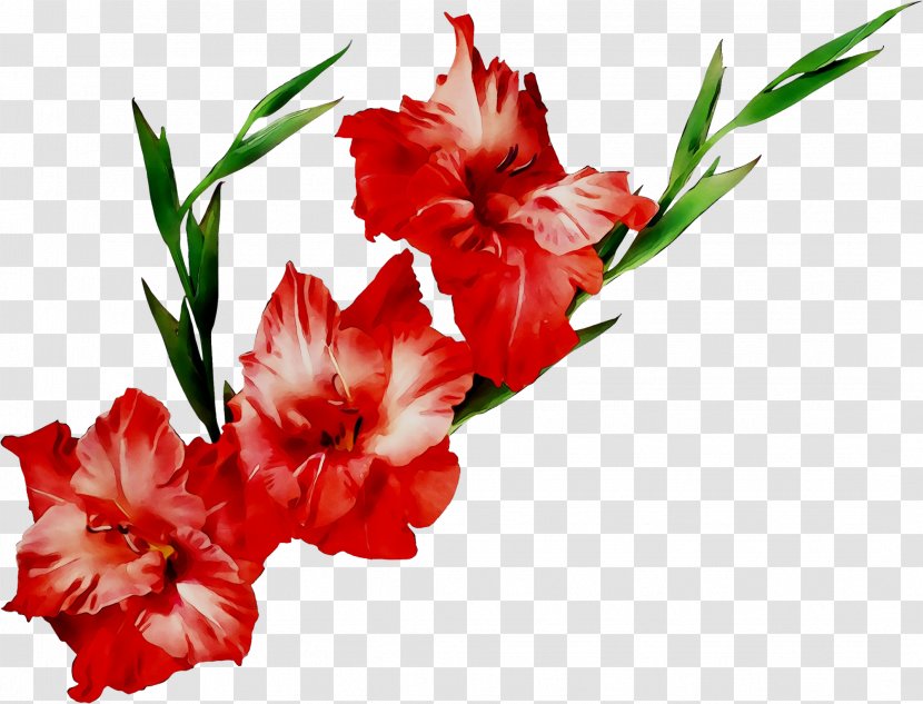 Flower Bouquet Gladiolus Wedding Anniversary Gift - Botany - Mag Pooja Flowers Transparent PNG
