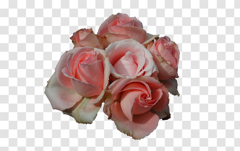 Flower Rosa Peace Hybrid Tea Rose Clip Art - Pink Transparent PNG