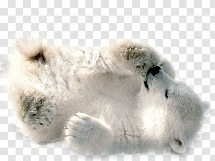 Polar Bear Clip Art - Dog Breed Group Transparent PNG