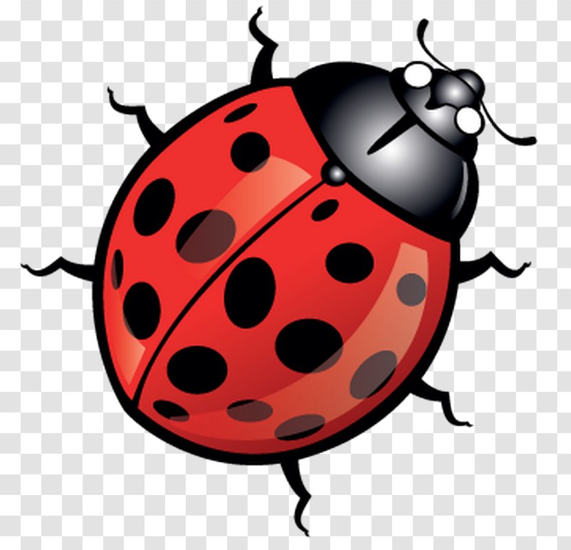 Beetle Ladybird Clip Art Transparent PNG