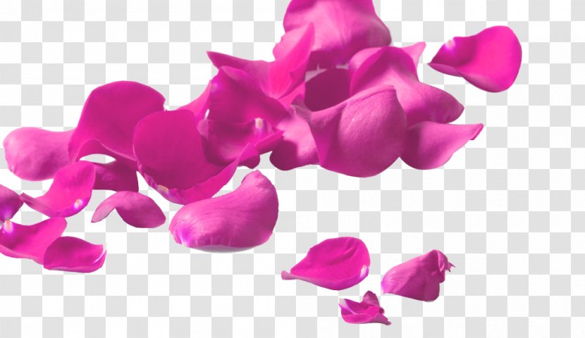 Garden Roses Petal Glass Flower Clip Art - Purple - Pink Rose Petals Transparent PNG