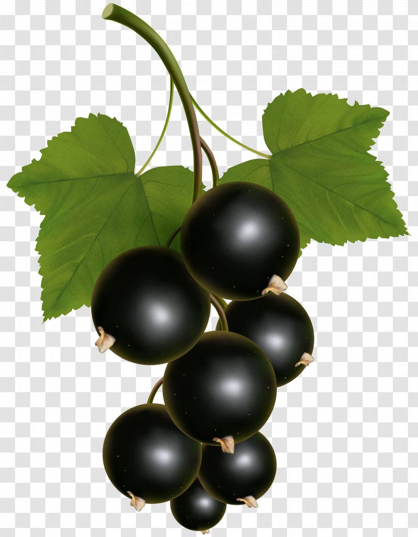 Blackcurrant Zante Currant Redcurrant Clip Art - Chokeberry - Black Transparent Image Transparent PNG