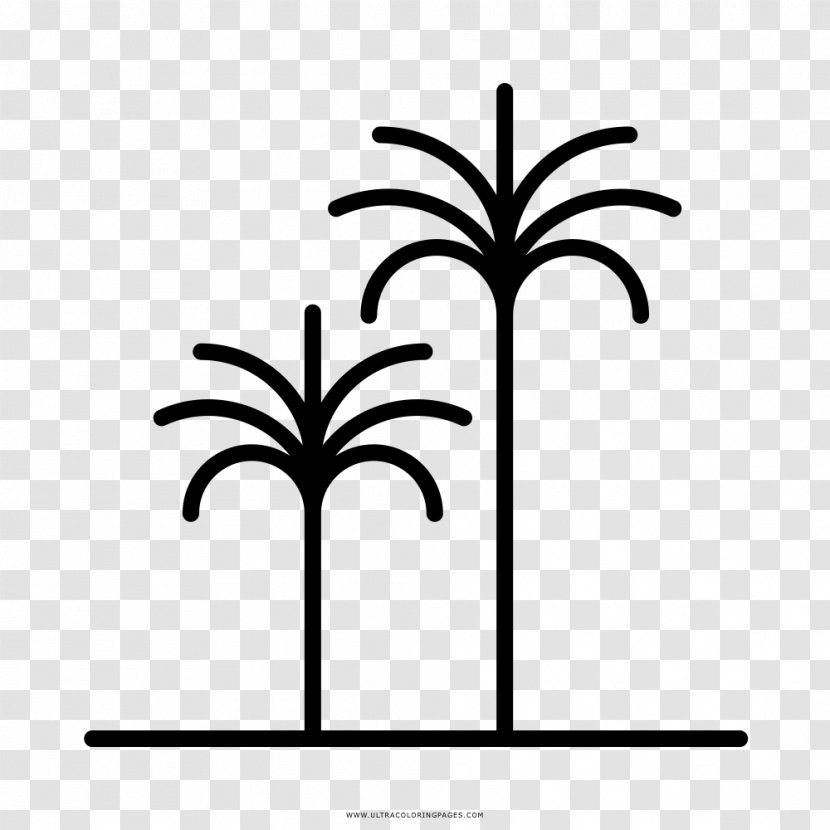 Drawing Coloring Book Arecaceae Black And White Clip Art - Tropical Transparent PNG
