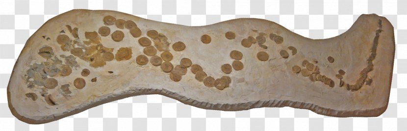 Shark Niobrara Formation Squalicorax Late Cretaceous Aletopelta - Carboniferous Transparent PNG