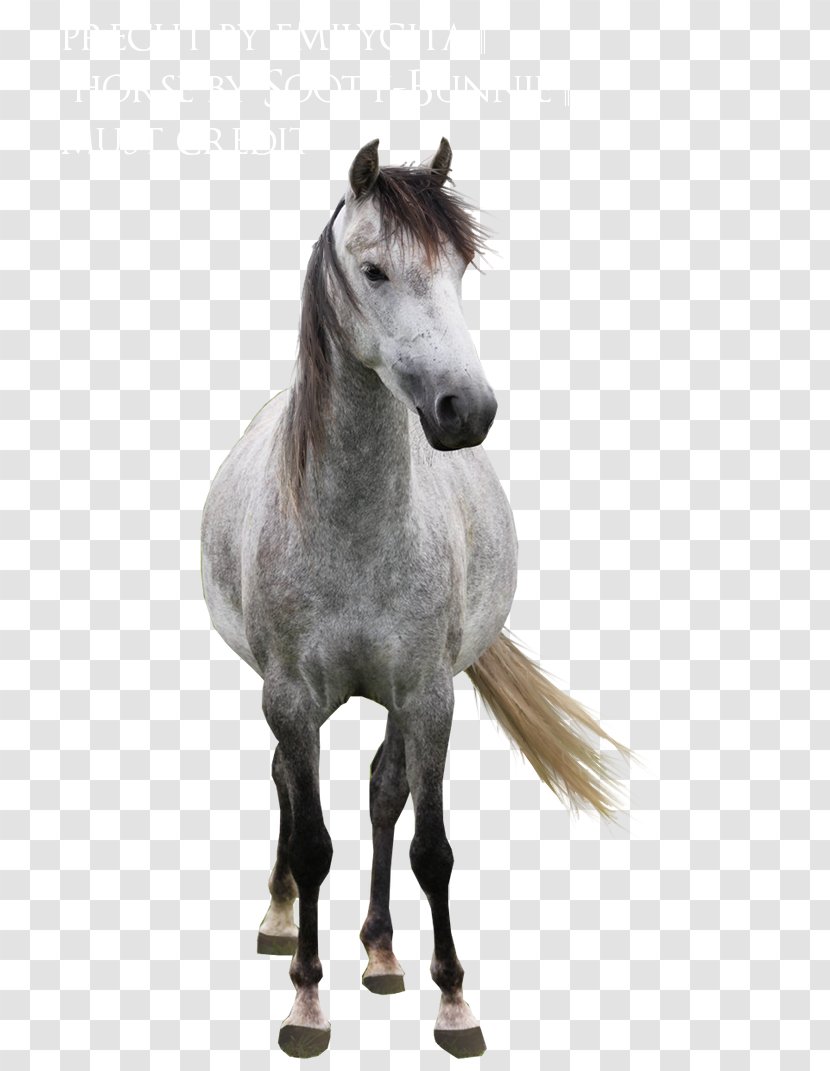 Arabian Horse Mane Mustang Stallion Andalusian Transparent PNG