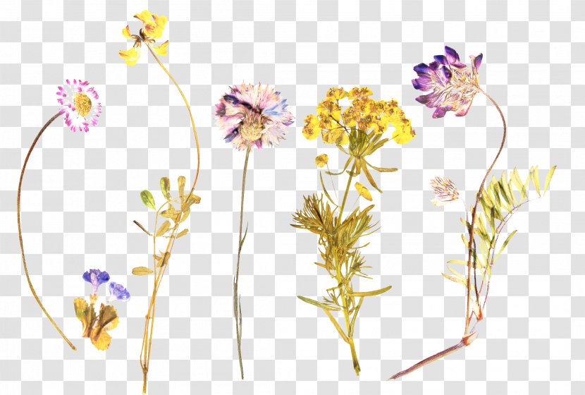 Flowers Background - Cut - Plant Stem Wildflower Transparent PNG