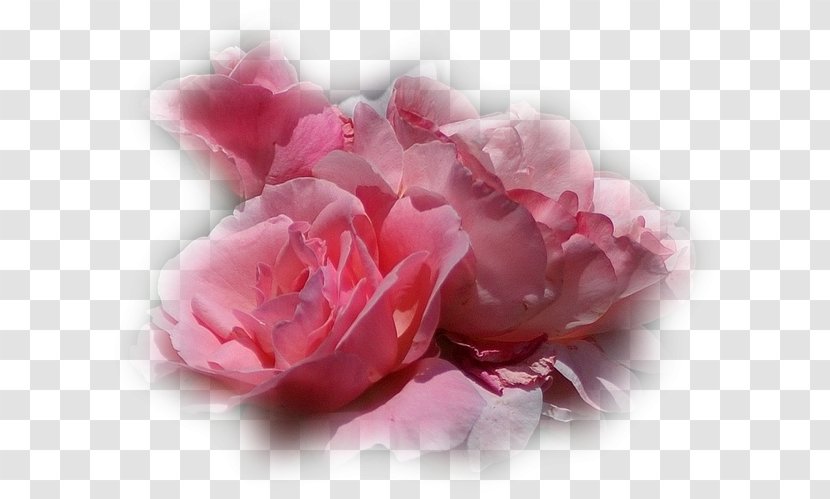 Garden Roses Flower Cabbage Rose Petal Clip Art - Pink Transparent PNG