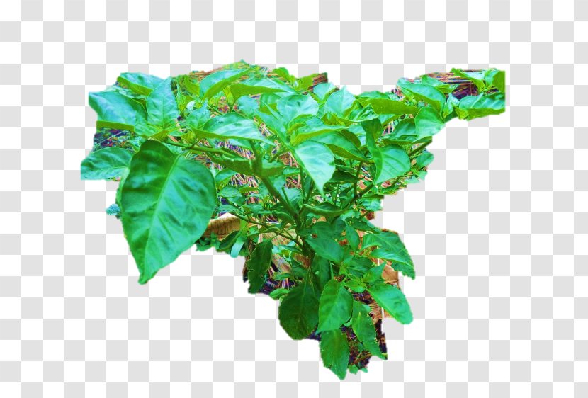 Basil Flowerpot Leaf - Plant - Pepper Transparent PNG